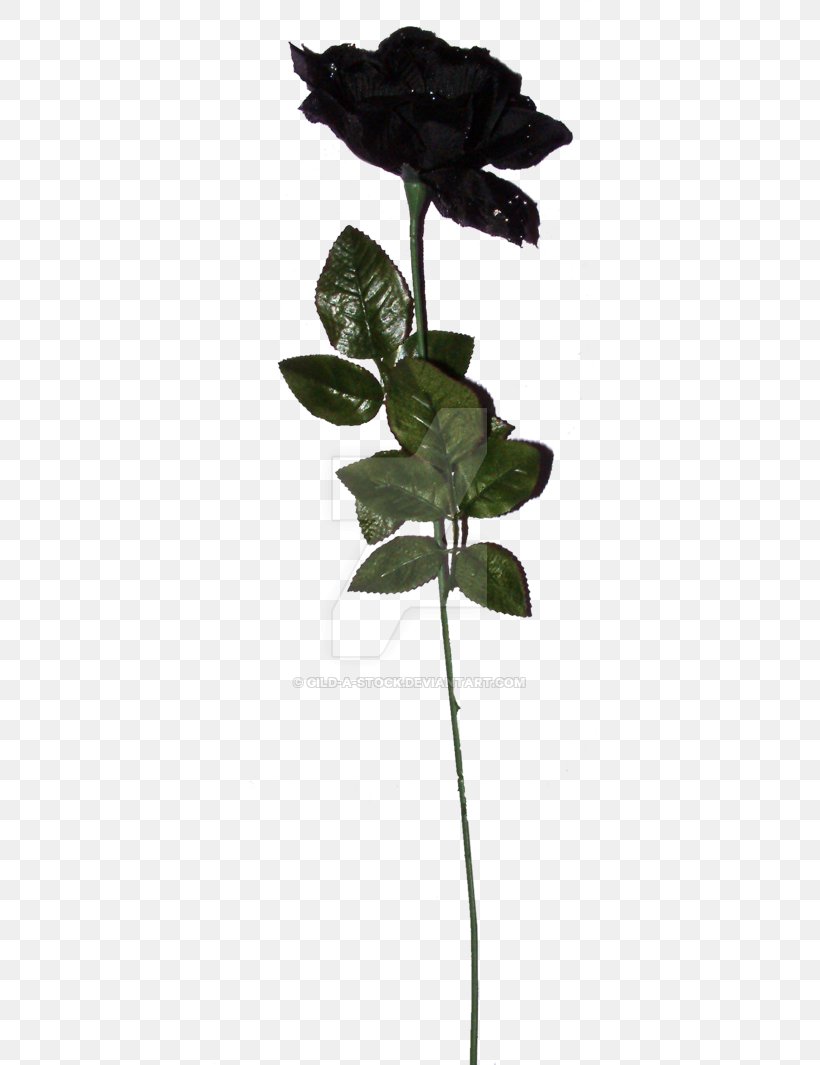 Black Rose Download, PNG, 400x1065px, Black Rose, Black, Branch, Deviantart, Flora Download Free