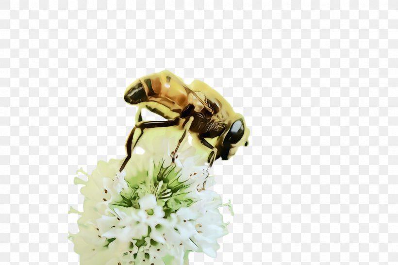 Bumblebee, PNG, 2448x1632px, Watercolor, Bee, Bumblebee, Flower, Honeybee Download Free