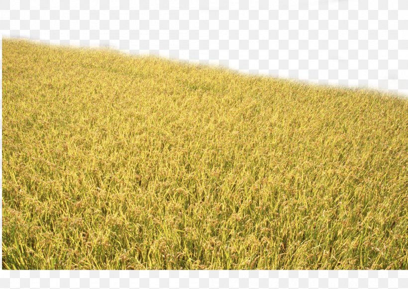 Crop Rice Paddy Field Food, PNG, 1001x711px, Crop, Agriculture, Autumn, Brown Rice, Commodity Download Free