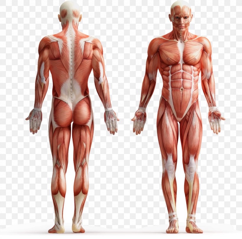 Human Body Muscle Tissue Muscular System Body Fluid, PNG, 1024x1009px, Watercolor, Cartoon, Flower, Frame, Heart Download Free