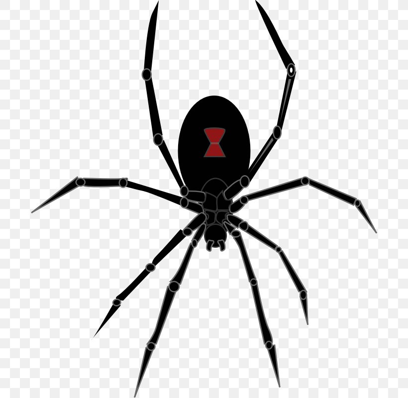Redback Spider Southern Black Widow Drawing Clip Art, PNG, 800x800px, Spider, Arachnid, Arthropod, Black And White, Black Widow Download Free