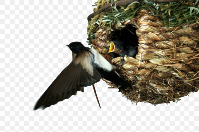 Swallow Bird, PNG, 1744x1163px, Bird, Barn Swallow, Beak, Bird Nest, Chickadee Download Free