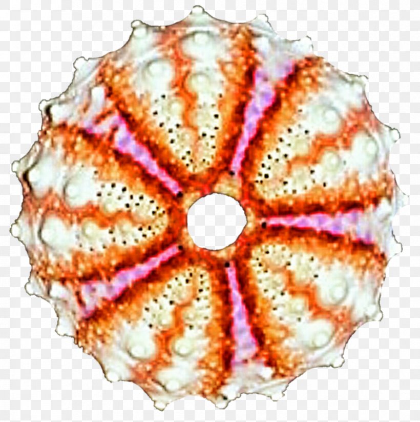 Invertebrate Circle Symmetry Point Pattern, PNG, 892x896px, Invertebrate, Orange, Organism, Peach, Point Download Free