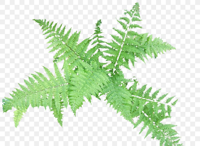 Ostrich Fern Christmas Fern Fern Ally Vascular Plant, PNG, 800x600px, Fern, Christmas Fern, Drawing, Fern Ally, Ferns And Horsetails Download Free