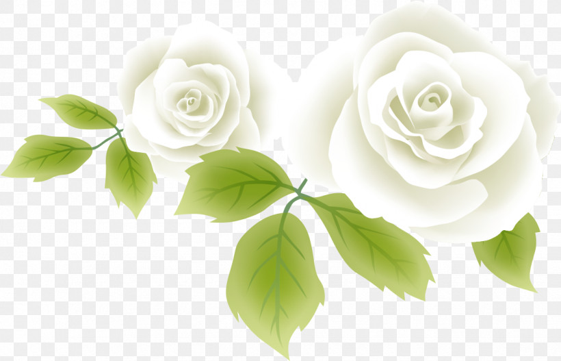 Two Flowers Two Roses Valentines Day, PNG, 1124x723px, Two Flowers, Artificial Flower, Cut Flowers, Floribunda, Flower Download Free