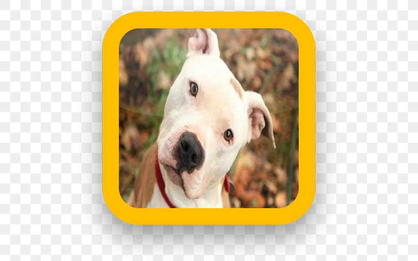 American Pit Bull Terrier Puppy Dog Breed, PNG, 512x512px, Bull Terrier, American Pit Bull Terrier, Breed, Breedspecific Legislation, Bull Download Free