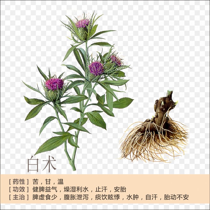 Bai Zhu Atractylodes Lancea Rhizome Herb Traditional Chinese Medicine, PNG, 1505x1505px, Bai Zhu, Artificial Flower, Atractylodes, Atractylodes Lancea, Chinese Herbology Download Free