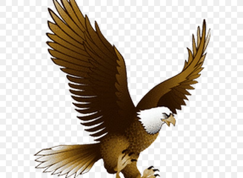 Bald Eagle Clip Art Golden Eagle, PNG, 600x600px, Bald Eagle, Accipitriformes, Beak, Bird, Bird Of Prey Download Free