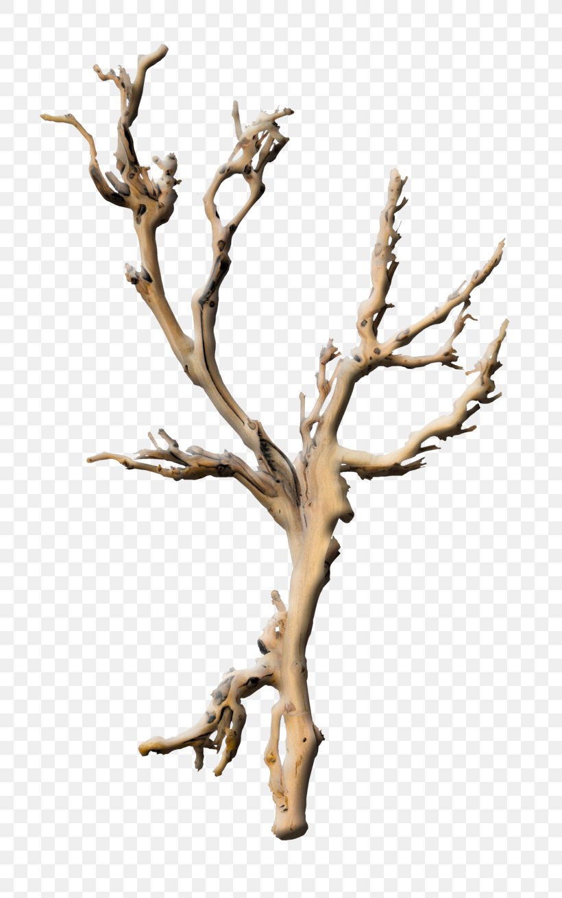 Branch Tree Plant Root Twig, PNG, 800x1309px, Branch, Fig Trees, Nature, Picture Frames, Plant Download Free