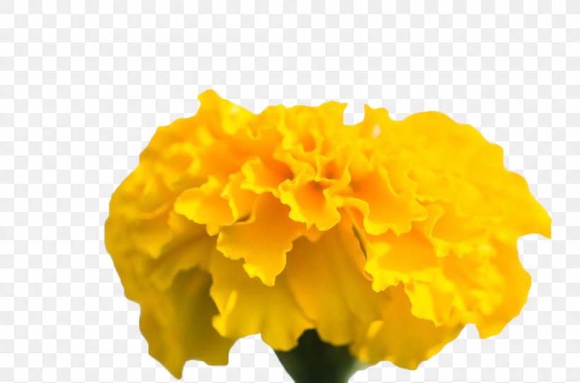 Chrysanthemum Yellow Mexican Marigold, PNG, 1000x662px, 123rf Taiwan, Chrysanthemum, Calendula, Flower, Mexican Marigold Download Free