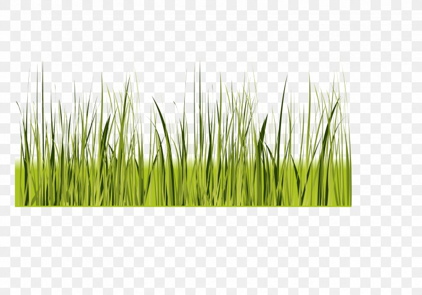 Green, PNG, 3328x2330px, Green, Artworks, Black And White, Grass, Grass Family Download Free
