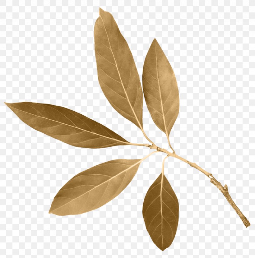 Leaf Image Download Clip Art, PNG, 900x911px, Leaf, Autumn, Copyright, Designer, Green Download Free