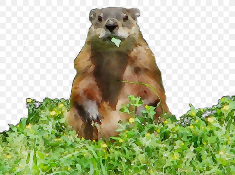 Prairie Dog Fauna Marsupial Terrestrial Animal, PNG, 1506x1125px, Prairie Dog, Adaptation, Animal, Fauna, Fawn Download Free