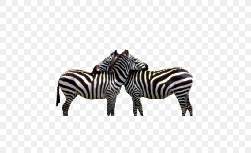 Zebra Jokes! Baby Zebra Wildebeest Gorilla, PNG, 500x500px, Zebra, Animal, Animal Figure, Baby Zebra, Biggame Hunting Download Free