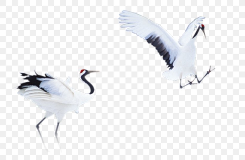 Crane Bird Cygnini, PNG, 781x537px, Crane, Beak, Bird, Crane Like Bird, Cygnini Download Free