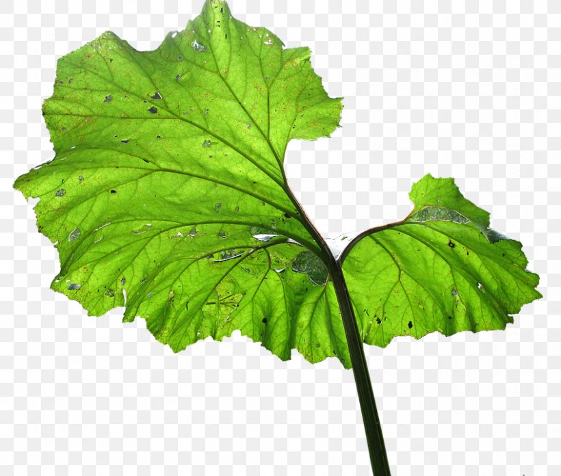 Spring Greens Plant Pathology Leaf Herb, PNG, 848x720px, Spring Greens, Email, Grape Leaves, Grapevine Family, Grapevines Download Free
