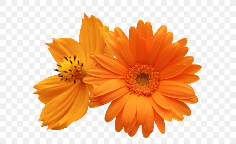 Transvaal Daisy Common Daisy Daisy Family Flower Clip Art, PNG, 650x501px, Transvaal Daisy, Calendula, Chrysanthemum, Color, Common Daisy Download Free