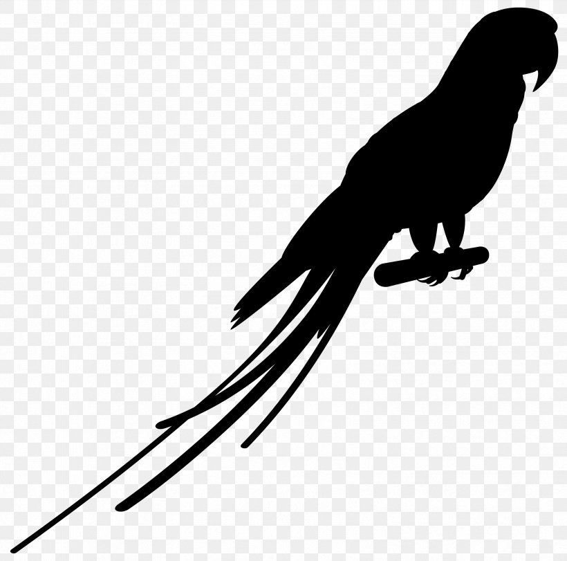 Beak Bird Of Prey Feather Clip Art, PNG, 3324x3290px, Beak, Bird, Bird Of Prey, Blackandwhite, Budgie Download Free