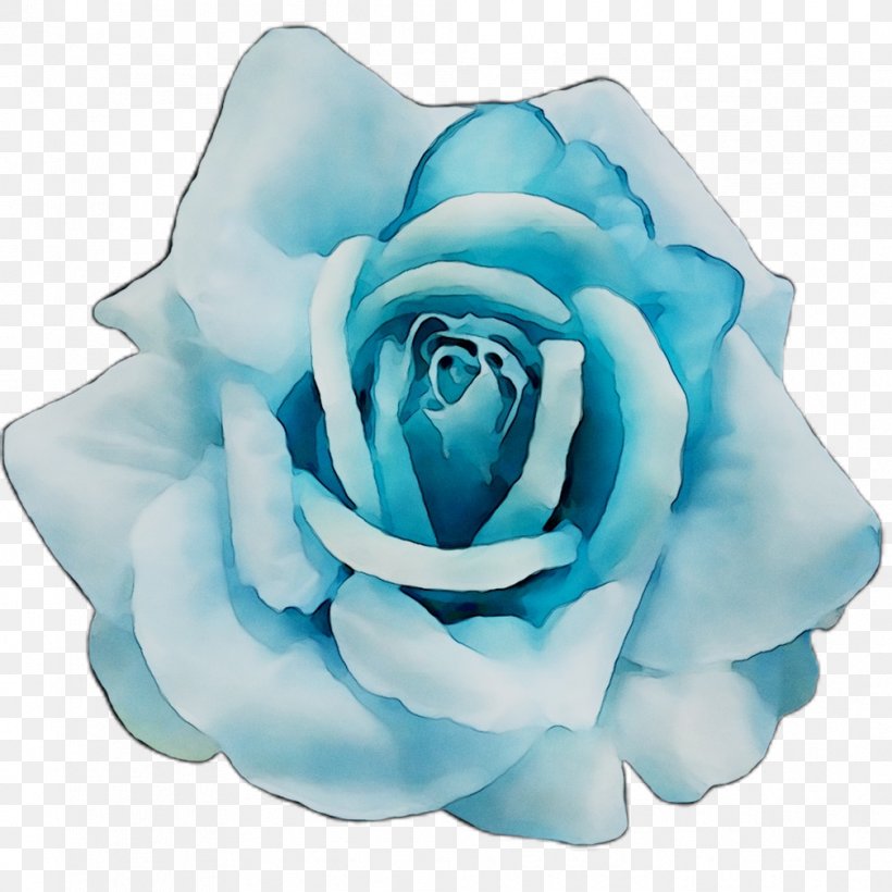 Blue Rose Garden Roses Cabbage Rose Cut Flowers, PNG, 1008x1008px, Blue Rose, Aqua, Blue, Cabbage Rose, Cut Flowers Download Free