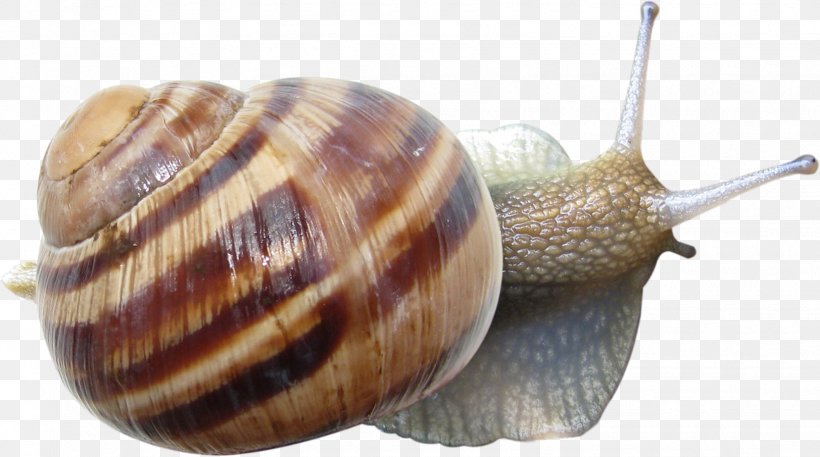 Emerald Green Snail Gastropods Seashell, PNG, 1623x905px, Orthogastropoda, Blog, Cockle, Conchology, Digital Image Download Free