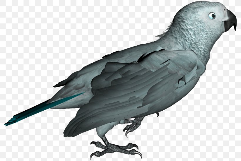 Budgerigar Parrot Lovebird, PNG, 800x550px, Budgerigar, African Grey, Beak, Bird, Common Pet Parakeet Download Free