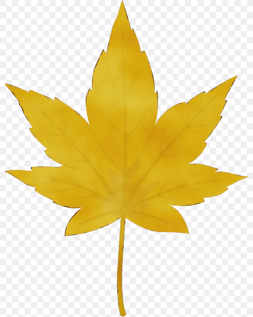 Maple Leaf, PNG, 792x1028px, Watercolor, Flower, Leaf, Maple Leaf, Paint Download Free