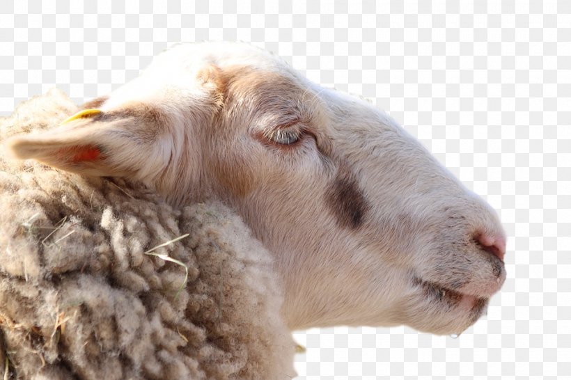 Sheep Fauna Fur Snout, PNG, 960x640px, Sheep, Cowgoat Family, Fauna, Fur, Goat Download Free