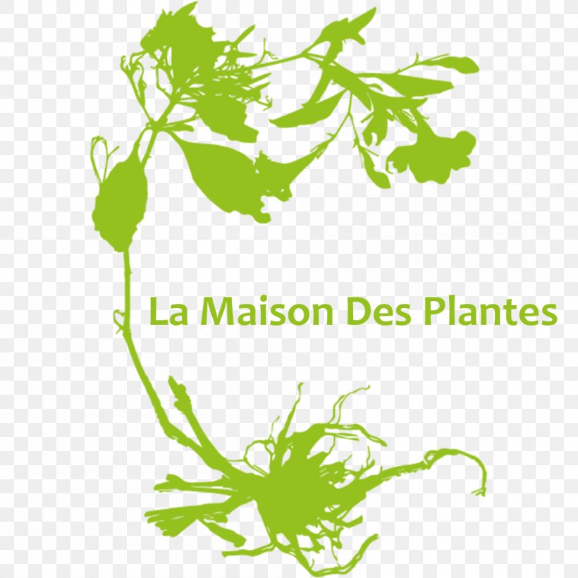 Vector Graphics Plants House Ornamental Plant, PNG, 1000x1000px, Plants, Artwork, Branch, Brand, Flora Download Free