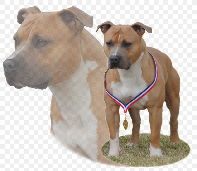 American Staffordshire Terrier Dog Breed American Pit Bull Terrier Staffordshire Bull Terrier, PNG, 1024x889px, American Staffordshire Terrier, American Pit Bull Terrier, Bitch, Breed, Brown Download Free