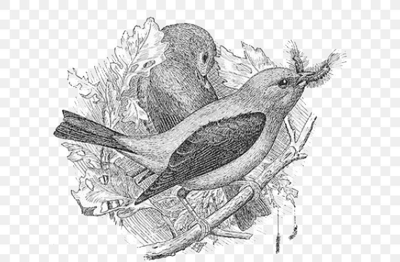Bird Sparrow Drawing, PNG, 654x536px, Bird, Artwork, Beak, Bird Nest, Black And White Download Free
