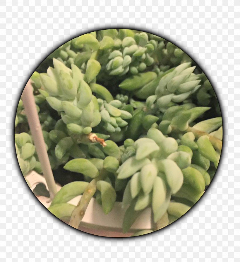 Light Succulent Plant Stonecrop Cactaceae, PNG, 2448x2667px, Light, Aerial Root, Bryophyllum Daigremontianum, Cactaceae, Cactus Download Free