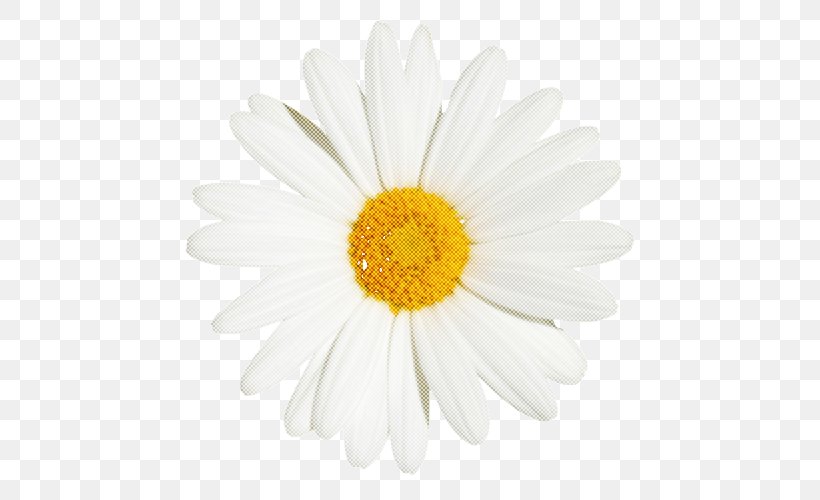 Daisy, PNG, 500x500px, Daisy, Barberton Daisy, Camomile, Chamomile, Flower Download Free