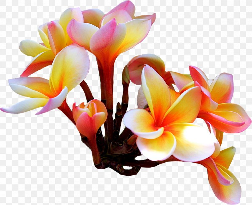 Flower Frangipani Clip Art, PNG, 1200x977px, Flower, Cut Flowers, Floristry, Flowering Plant, Frangipani Download Free