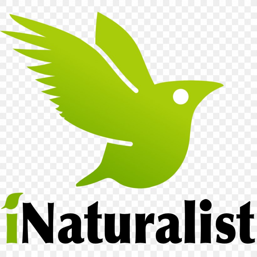 INaturalist Android IPhone, PNG, 1024x1024px, Inaturalist, Android, Area, Artwork, Beak Download Free