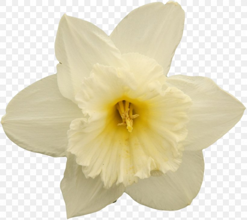 Narcissus Flowering Plant Petal Flowering Plant, PNG, 1280x1137px, Narcissus, Amaryllis, Amaryllis Family, Family, Flower Download Free
