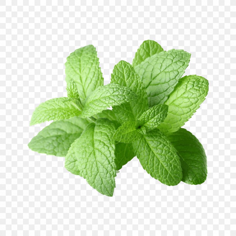 Peppermint Extract Essential Oil Mentha Spicata, PNG, 1000x1000px, Peppermint, Bergamot Essential Oil, Essential Oil, Food, Hair Conditioner Download Free