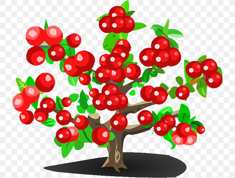 Cherry Strawberry Fruit Tree, PNG, 736x622px, Cherry, Berry, Branch, Cerasus, Drawing Download Free