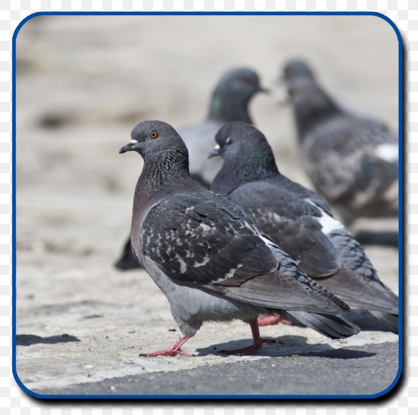 Columbidae Domestic Pigeon Essential Pest Control Bird Tucson, PNG, 1122x1116px, Columbidae, Arizona, Beak, Bird, Bird Control Download Free