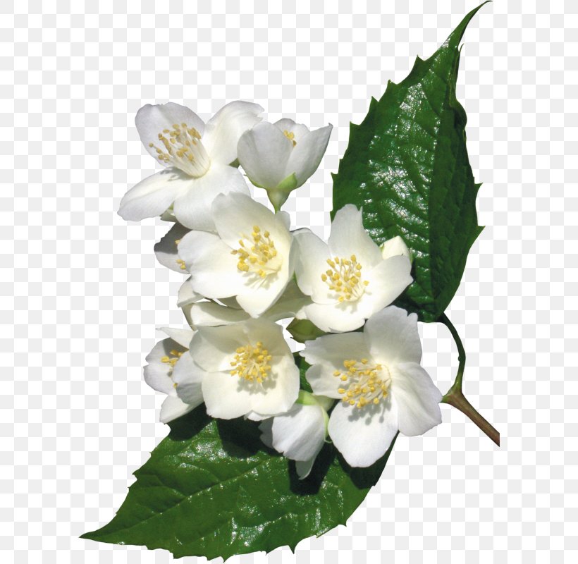 Jasmine Flower Lilium Clip Art, PNG, 599x800px, Jasmine, Aroma, Blossom, Flower, Flowering Plant Download Free
