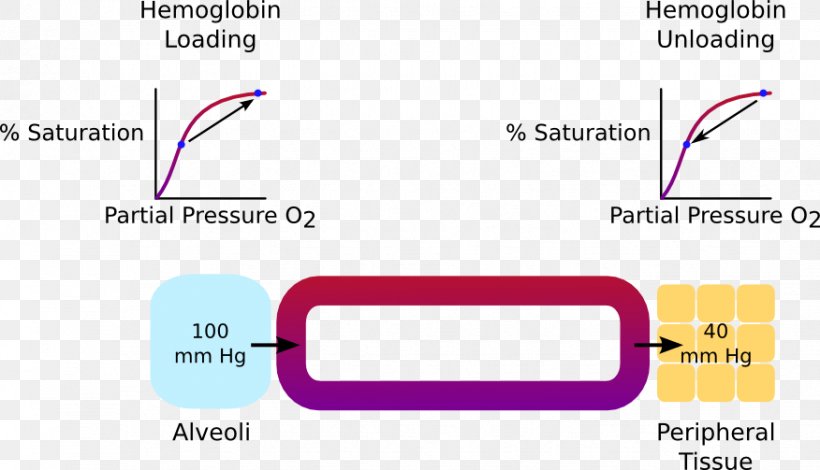 Oxygen–hemoglobin Dissociation Curve Oxygen–hemoglobin Dissociation Curve Molecular Orbital Diagram Technology, PNG, 876x503px, Oxygen, Area, Brand, Carbon Dioxide, Cargo Download Free