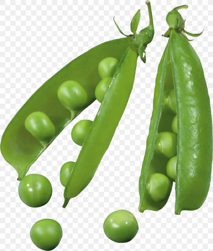 Pea Icon, PNG, 2969x3506px, Pea, Bean, Broad Bean, Commodity, Common Bean Download Free