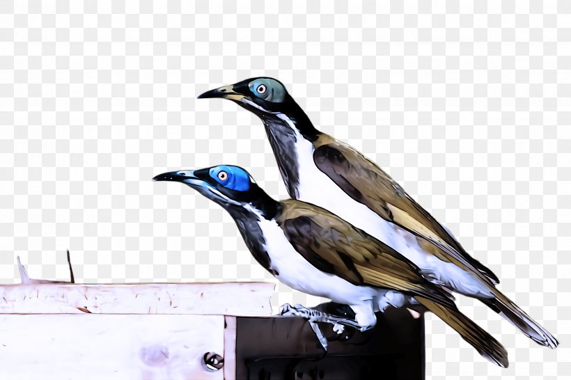 Bird Beak Perching Bird Magpie, PNG, 2448x1632px, Bird, Beak, Magpie, Perching Bird Download Free