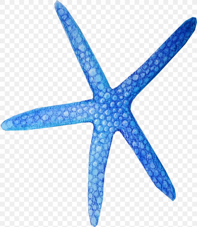 Starfish Blue, PNG, 1634x1884px, Starfish, Blue, Echinoderm, Fivepointed Star, Invertebrate Download Free