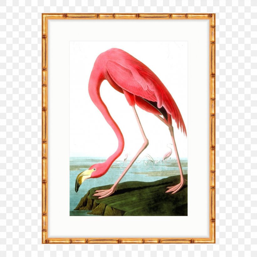 The Birds Of America American Flamingo National Audubon Society, PNG, 1566x1566px, Birds Of America, Allposterscom, American Flamingo, Art, Audubon Pennsylvania Download Free