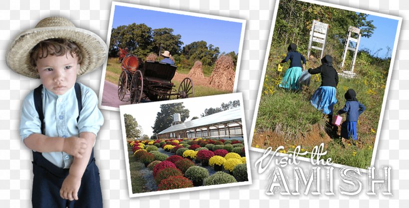 Tree Vacation Tourism Collage Amish, PNG, 1140x580px, Tree, Amish, Collage, Community, Grass Download Free