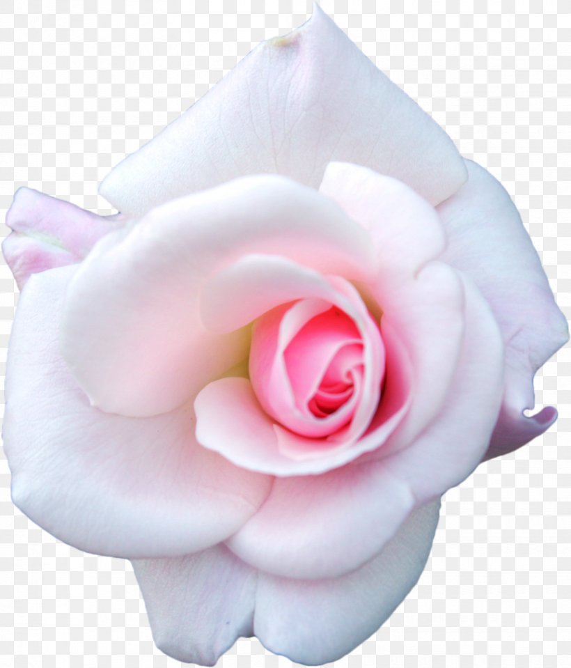 Centifolia Roses White Pink Garden Roses, PNG, 1658x1940px, Centifolia Roses, Cut Flowers, Flower, Flowering Plant, Garden Roses Download Free