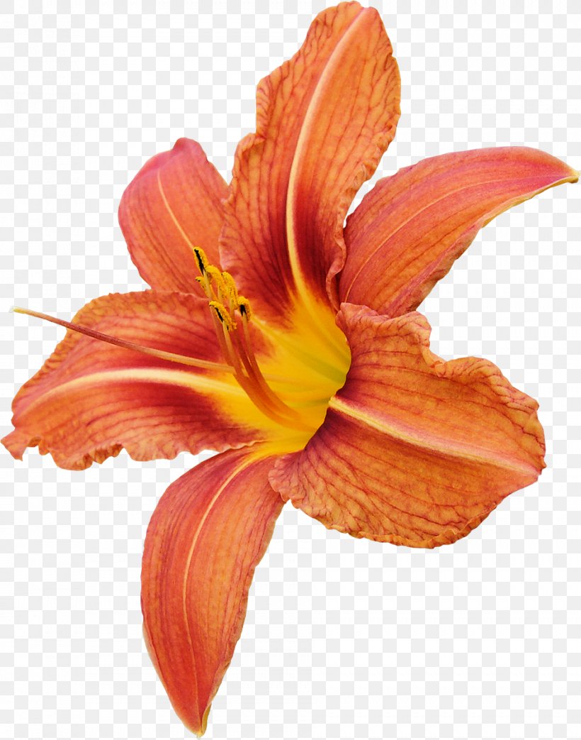 Cut Flowers Orange Lilium, PNG, 943x1200px, Flower, Amaryllis, Amaryllis Belladonna, Color, Cut Flowers Download Free