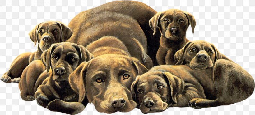 Dog Breed Labrador Retriever Puppy Basset Hound Canidae, PNG, 853x388px, Dog Breed, Animal, Basset Hound, Bloodhound, Breed Download Free