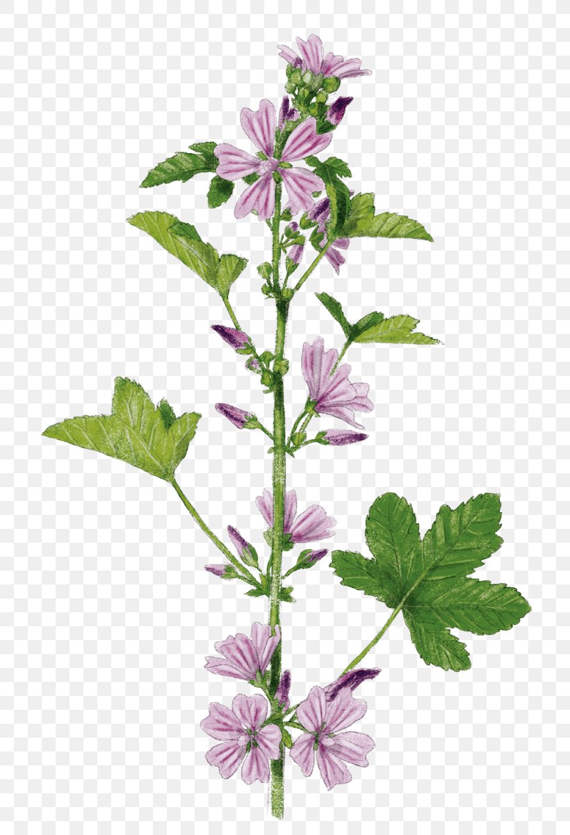 Mallow Hyssopus Catnips Subshrub Violet, PNG, 819x1200px, Mallow, Flower, Flowering Plant, Herb, Herbalism Download Free