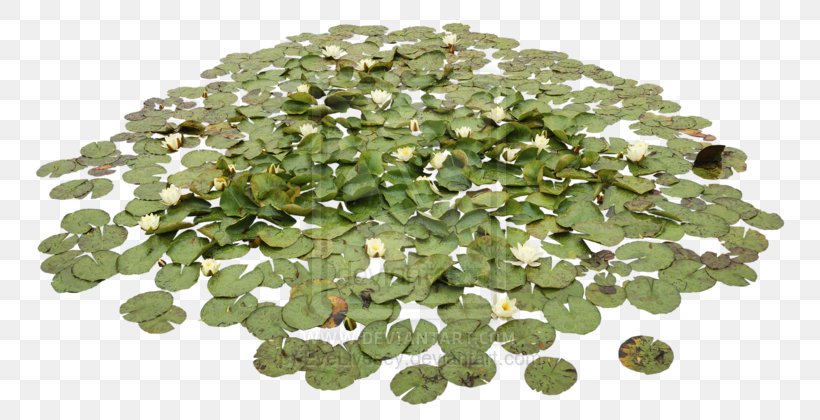 Pond Aquatic Plants Water Lily Water Lilies, PNG, 799x420px, Pond, Aquatic Animal, Aquatic Ecosystem, Aquatic Plants, Computer Download Free